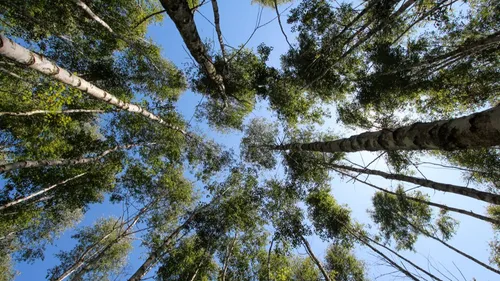 24 000 arbres à Haguenau pour lutter contre le réchauffement...